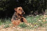 AIREDALE TERRIER 103